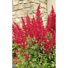 Астильба  Ред Чарм (Арендса)