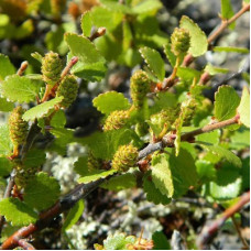 Береза карликовая 