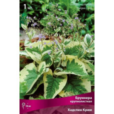 Бруннера Хадспен Крим (крупнолистная) 