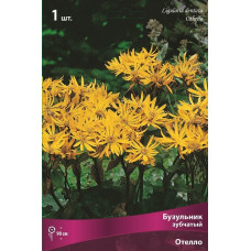 Бузульник зубчатый Отелло 