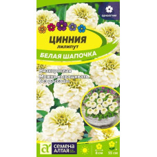 Цинния лилипут Белая Шапочка
