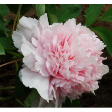 Пион древовидный Розовый Король 