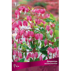 Дицентра великолепная 