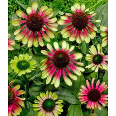 Эхинацея пурпурная Грин Твистер