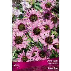 Эхинацея пурпурная Роки Топ 