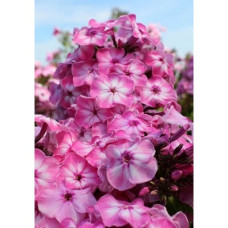 Флокс Геркулес (метельчатый)