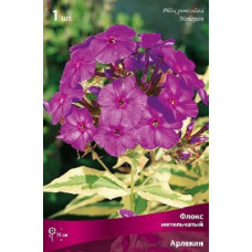 Флокс Арлекин (метельчатый)