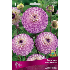 Георгина Дженова (шаровидная) 