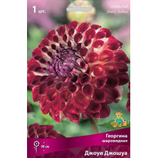 Георгина Джоуи Джошуа (шаровидная)