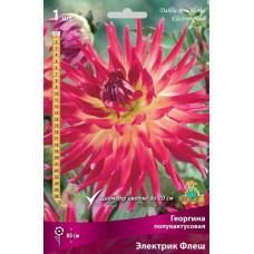 Георгина Электрик Флеш (полукактусовая)