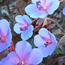 Герань луговая Миднайт Блюз  
