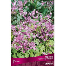 Горянка  Лилафи (крупноцветковая)