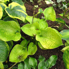 Хоста гибридная Голден Медальон  