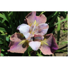 Ирис  Анбаттонд Зипперз (сибирский)