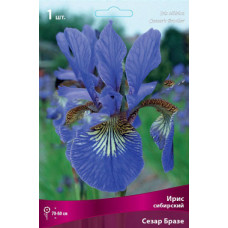 Ирис сибирский Сезар Бразе  