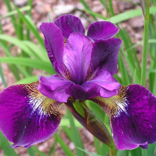 Ирис сибирский Карриер  