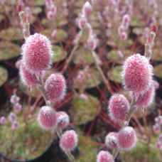 Ива тонкостолбиковая Монт Асо  