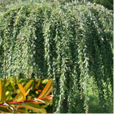 Ива цельнолистная Пендула 