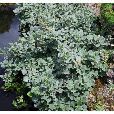 Ива Шерстистая 