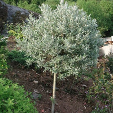 Ива швейцарская  