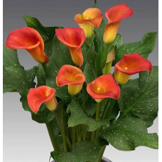 Калла Кэптин Сафари  