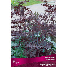 Клопогон ветвистый Атропурпуреа 