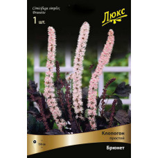 Клопогон простой Брюнет 