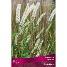 Клопогон простой Вайт Перл 