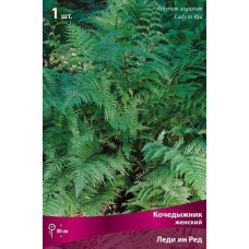 Кочедыжник женский Леди ин Ред 