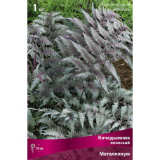 Кочедыжник японский Металликум 