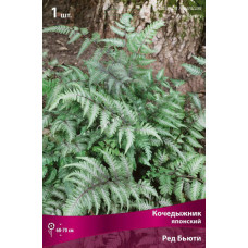 Кочедыжник японский Ред Бьюти 