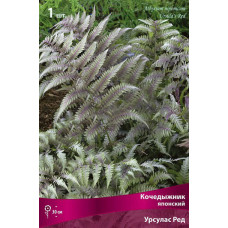 Кочедыжник японский Урсулас Ред 