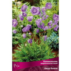 Колокольчик персиколистный Ажур Бьюти 