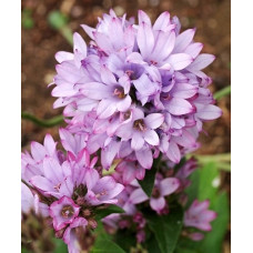 Колокольчик скученный Кэролайн