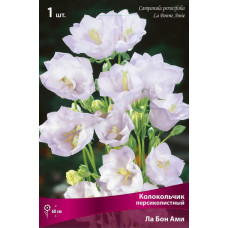 Колокольчик персиколистный Ла Бон Ами 