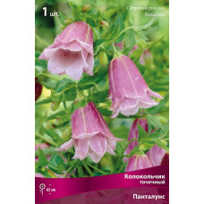 Колокольчик точечный Панталунс 