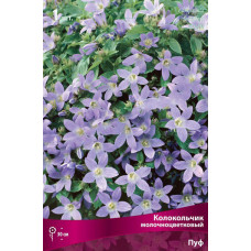 Колокольчик молочноцветковый Пуф 