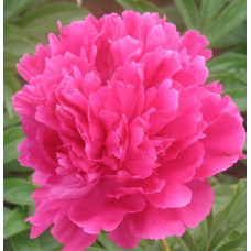 Пион древовидный Красный Шар 