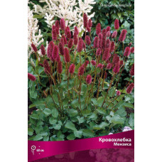 Кровохлебка Мензиса 