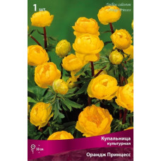 Купальница культурная Ориндж Принцесс