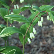 Купена серповидная Вариегатум 