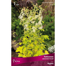 Лабазник вязолистный Ауреа 