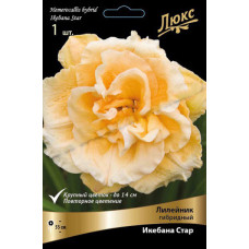 Лилейник Икебана Стар (гибридный)