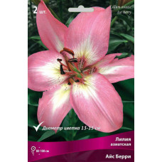 Лилия Айс Берри (азиатская) 