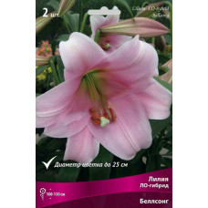 Лилия Беллсонг (ЛО-гибрид) 