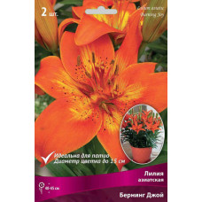 Лилия Бернинг Джой (азиатская горшечная)