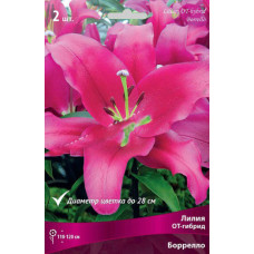 Лилия Боррелло (ОТ-гибрид)