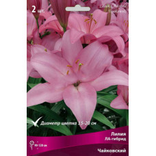 Лилия Чайковский (ЛА-гибрид) 