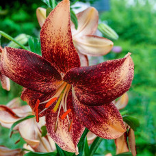 Лилия Чоклат Ивент (азиатская танго) 