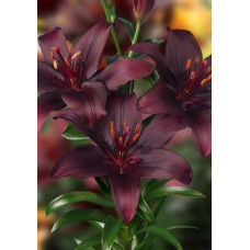 Лилия Дарк Секрет (азиатская)